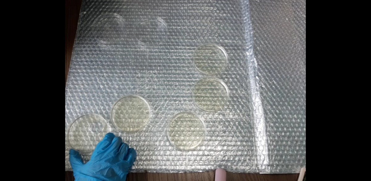 CRISPR Cas9 DAY 2! 크리스퍼 실험&nbsp;2일차!