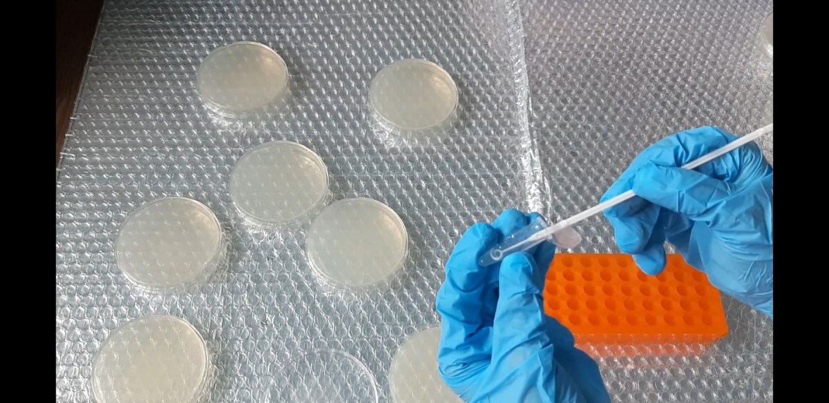 CRISPR DAY 3! 크리스퍼 실험&nbsp;3일차!