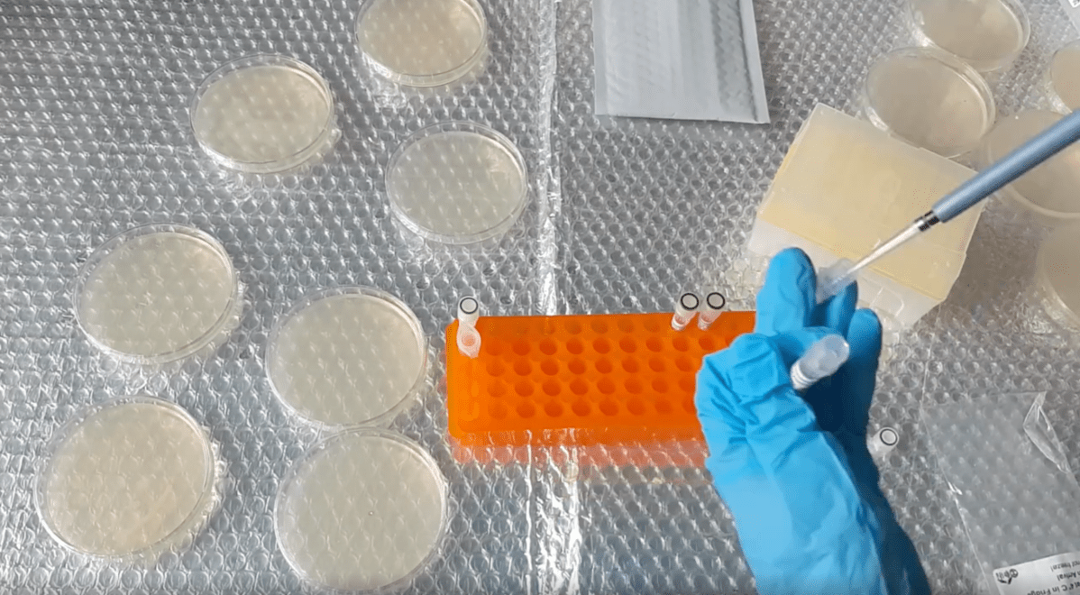 CRISPR DAY 4! 크리스퍼 실험&nbsp;4일차!