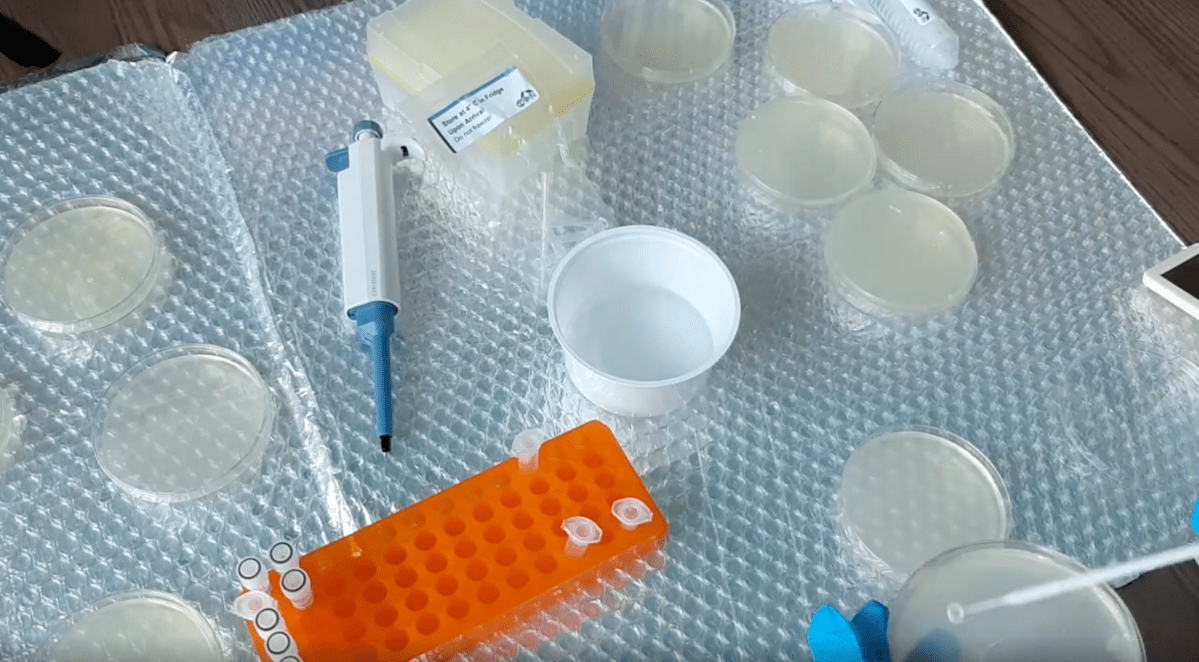 CRISPR Experiment Conclusion!