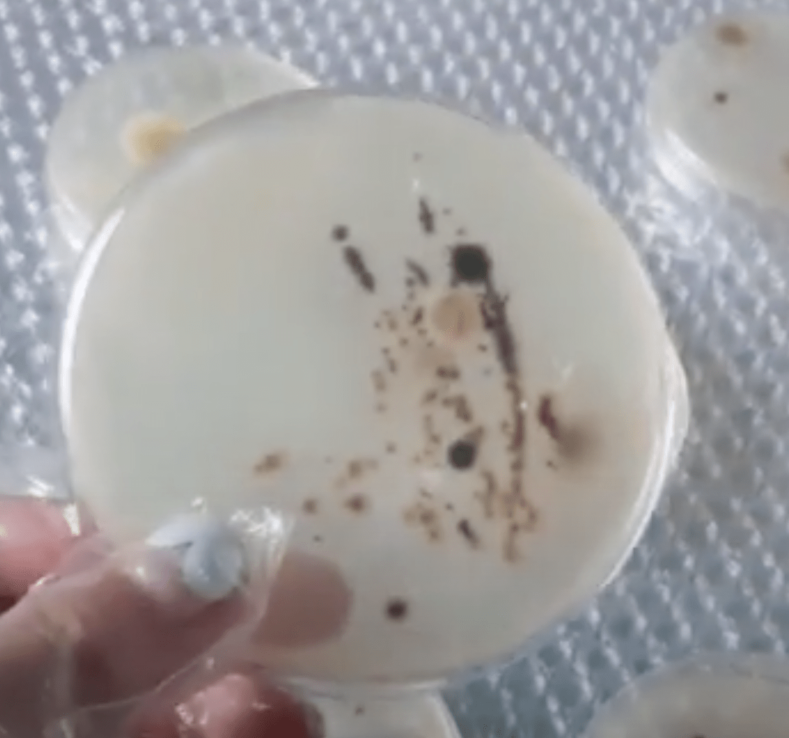 CRISPR Results! 크리스퍼 결과! (48&nbsp;HRS)