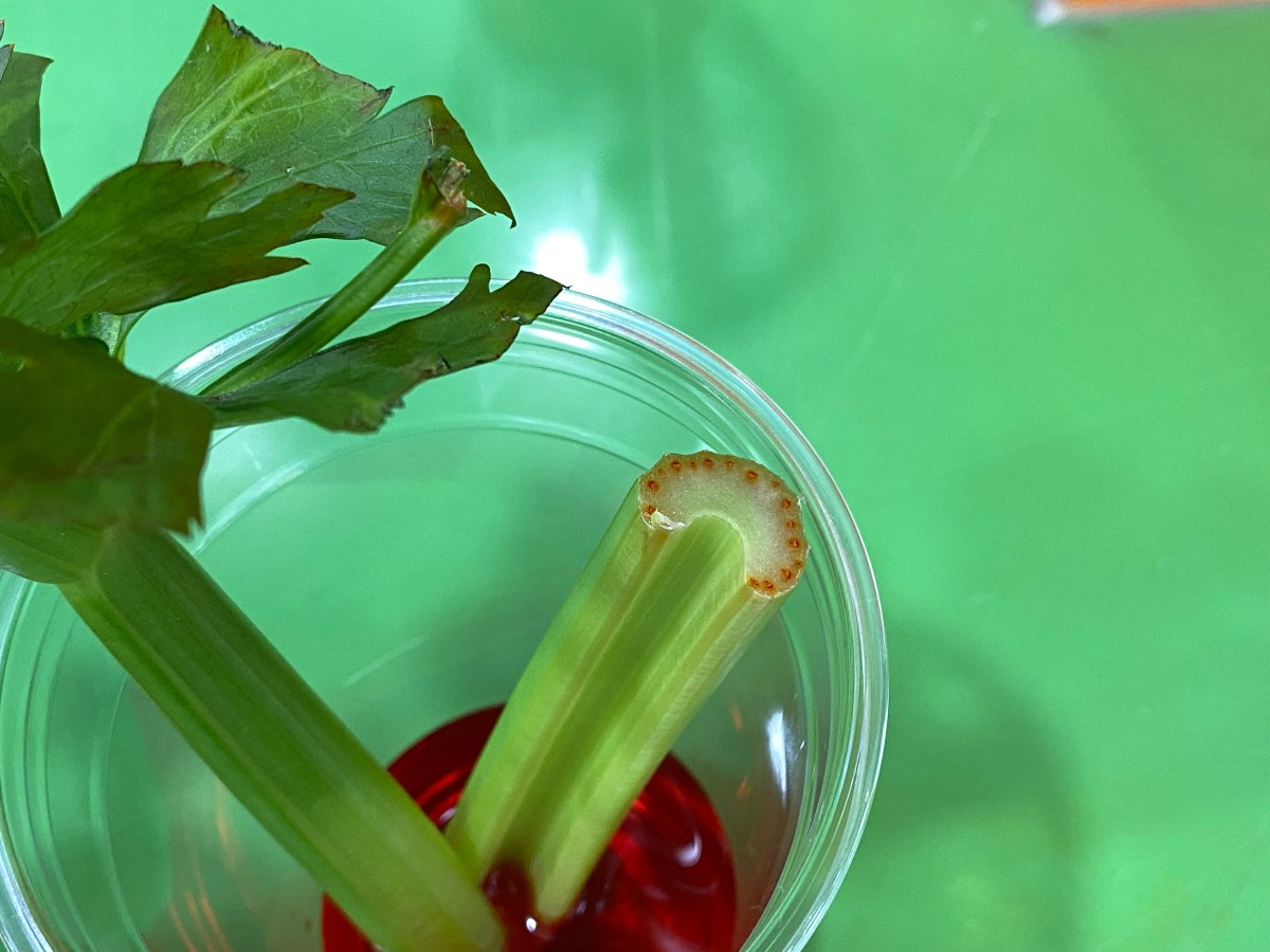 ES Summer Camp Day 9&nbsp;(6/23/22)