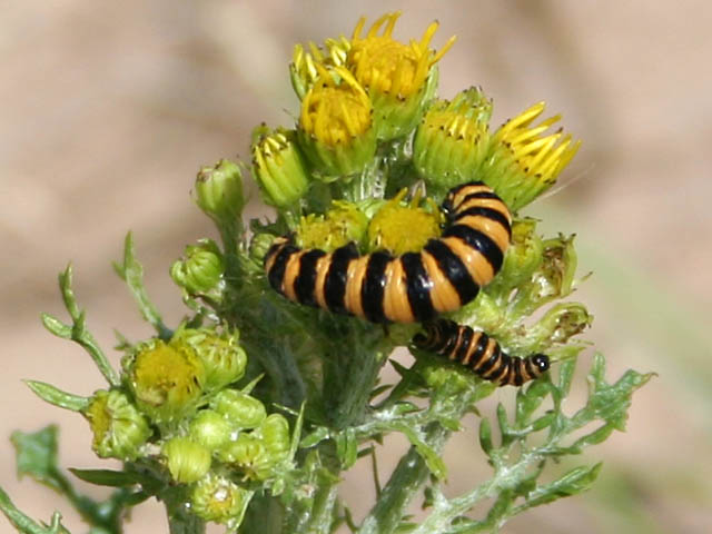 Symbiosis.. Or is it&nbsp;really?